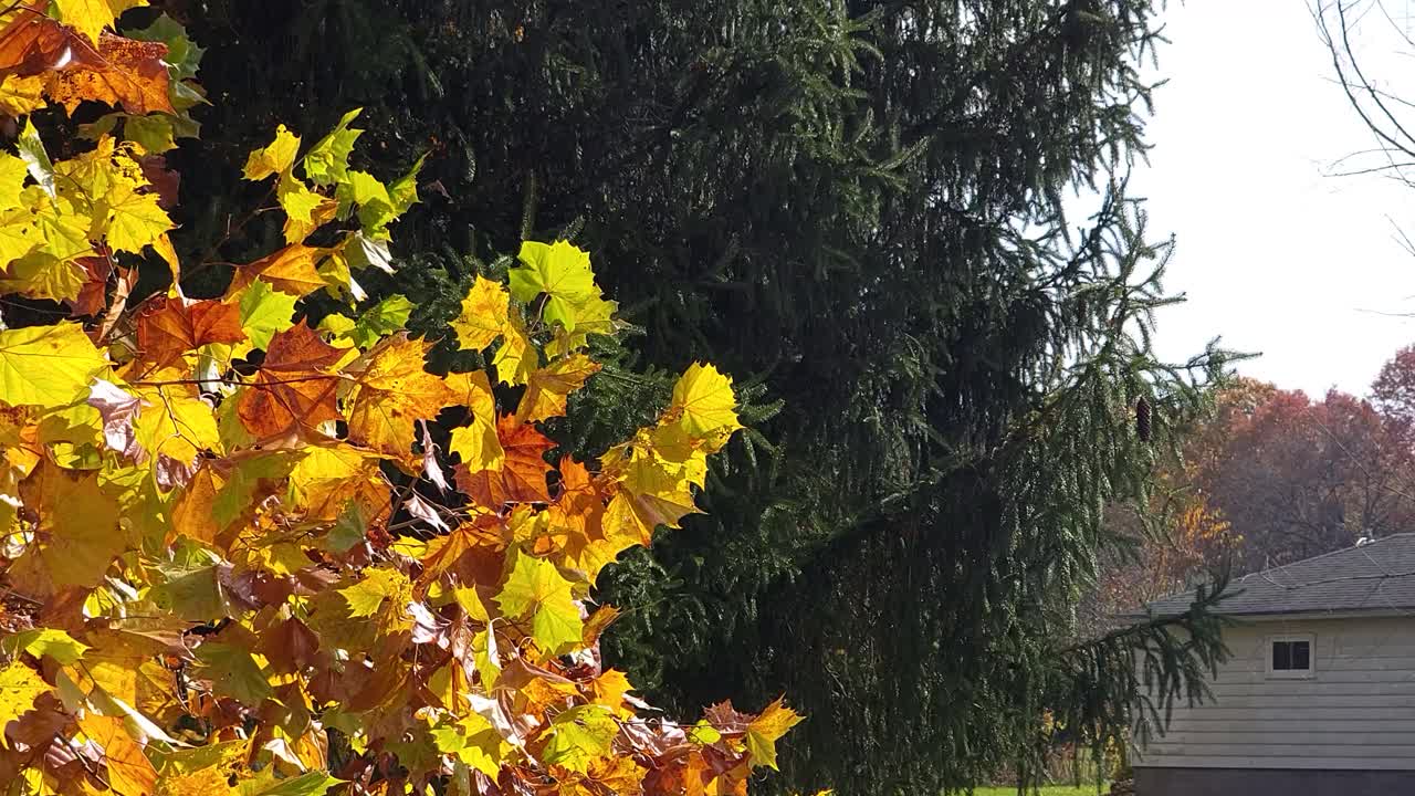 집 마당에 있는 푸른 나무 옆에 있는 노란 단풍의 아름다운 대비