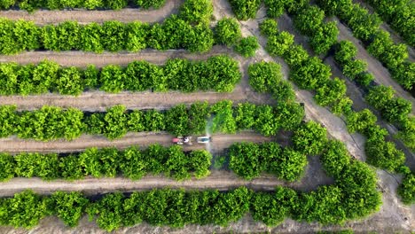 anonymous farmer driving tractor spraying pesticide on lemon trees