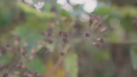 extreme close up dolly shot to the back of plant blossoms in nature with view of other green plants in the background with camera moving into blur