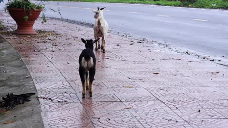 a goat walks leisurely across a wet, patterned pavement.