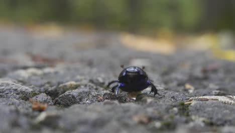 earth-boring dung beetle going towrds the camera into blurred foreground