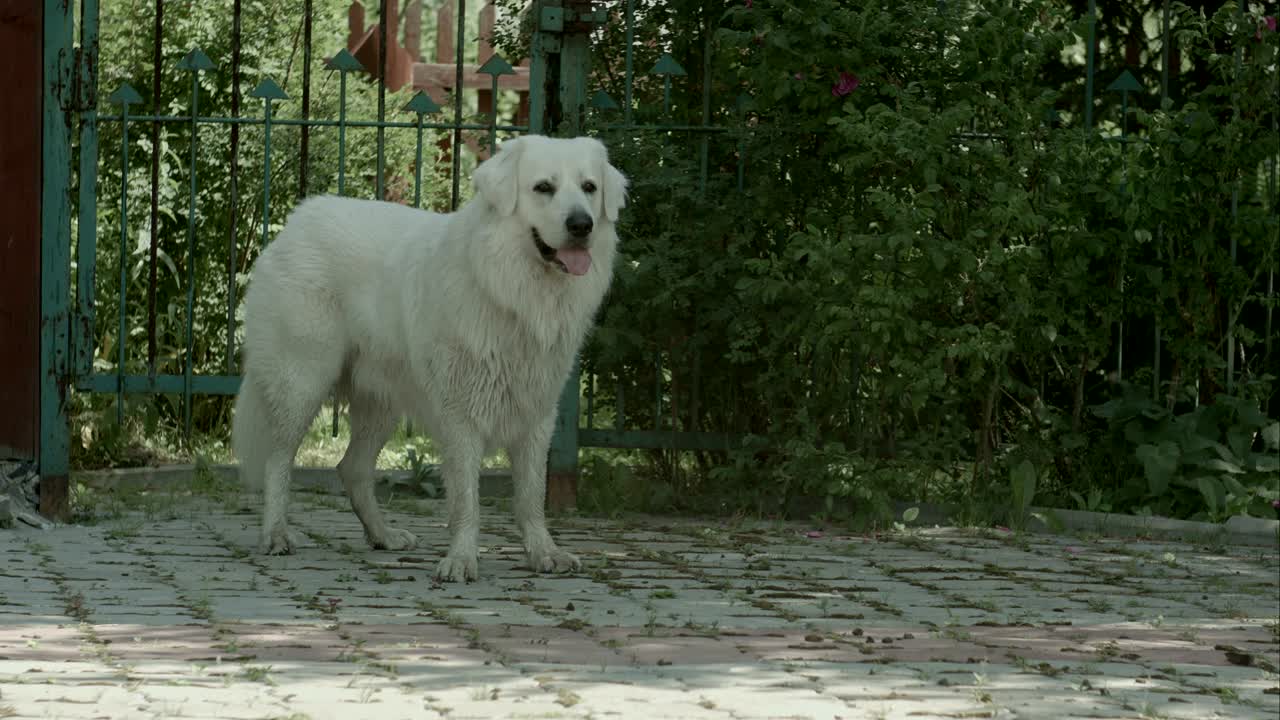 un gran perro blanco respira fuertemente en el jardín.
