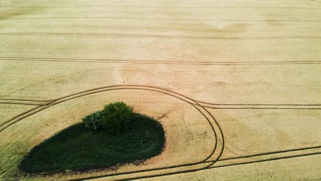 Aéreo:-Vuelo-De-Drones-Sobre-Un-Campo-De-Maíz-Con-Un-Patrón-Interesante