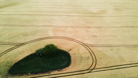 aéreo: vuelo de avión no tripulado sobre un campo de maíz con un patrón interesante