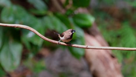 kamera zoomt ein, während dieser vogel sich an einem windigen nachmittag im wald auf diesem perch entspannt, die schuppige munia oder die gefleckte munia lonchura punctulata, thailand