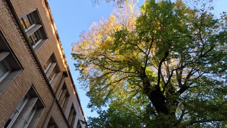 tree and building under clear sky