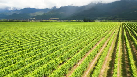 wine fields on south island, te waipounamu