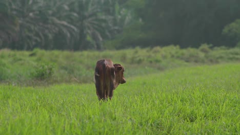 Cow-on-the-beautiful-meadow