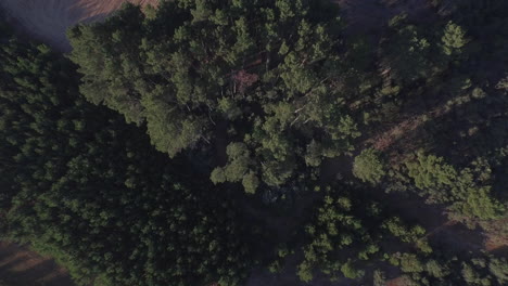 Top-shot-in-the-morning-over-pine-trees-revealing-an-agriculture-field-located-in-Guarda,-Portugal