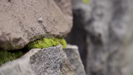 close up de la planta de almizcle verde que crece entre dos formaciones rocosas en las montañas de los andes