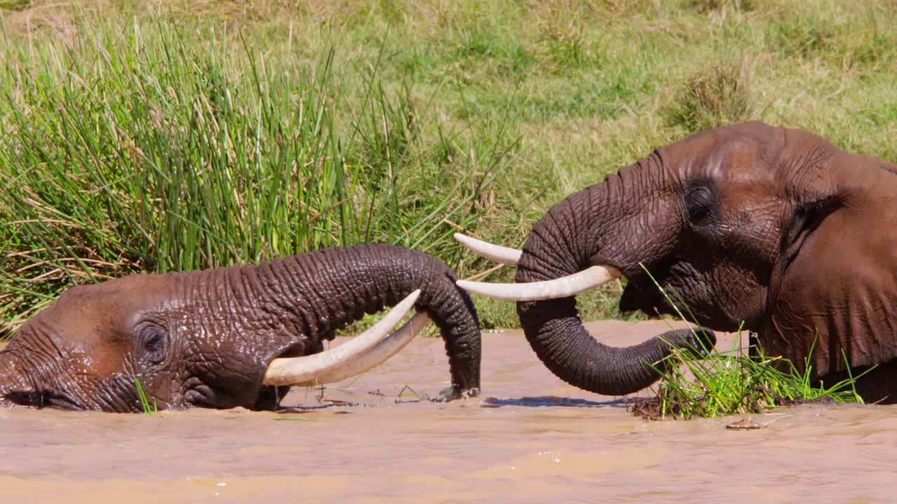 水飲み場でじゃれあう2頭のアフリカゾウ