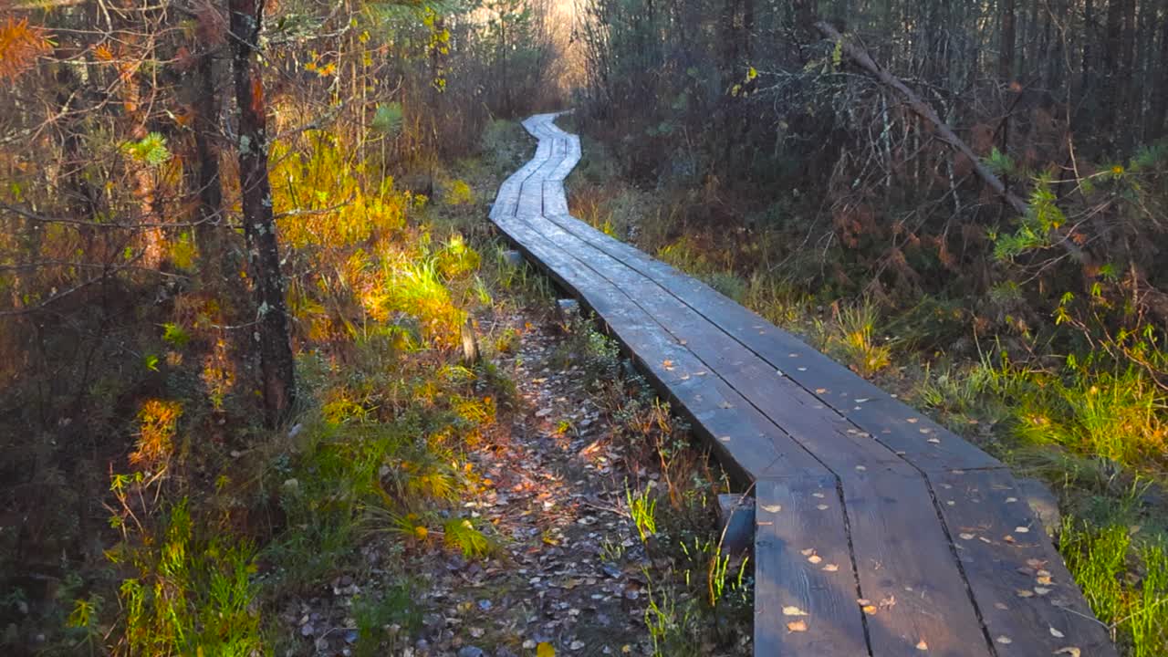 Gorgeous brown wooden walkway or marsh bog hiking trail in morning sunshine during autumn in Pääsküla Estonia. Small marsh plants and pine trees growing on the sides of the hiking trail, fallen leaves