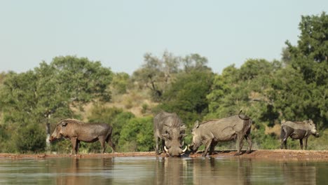 a group of warthogs drinking and standing at a waterhole. filmed from a photographic hide from a low angle, greater kruger