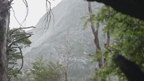 Una-Tormenta-De-Montaña-Con-Bosque-Nativo-En-Primer-Plano