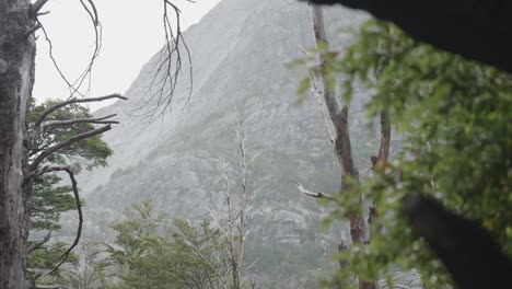 a mountain storm with native forest in the foreground