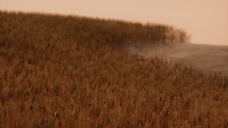 gold wheat field at sunset landscape