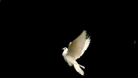 white dove flying up across black background