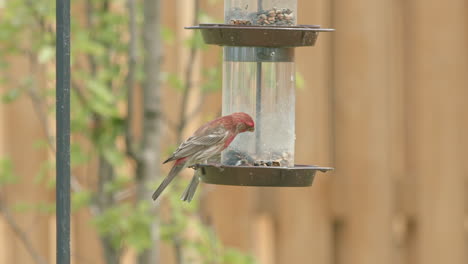 Closeup-of-Finches-and-Sparrow-Eating-at-Bird-Feeder-in-Slow-Motion