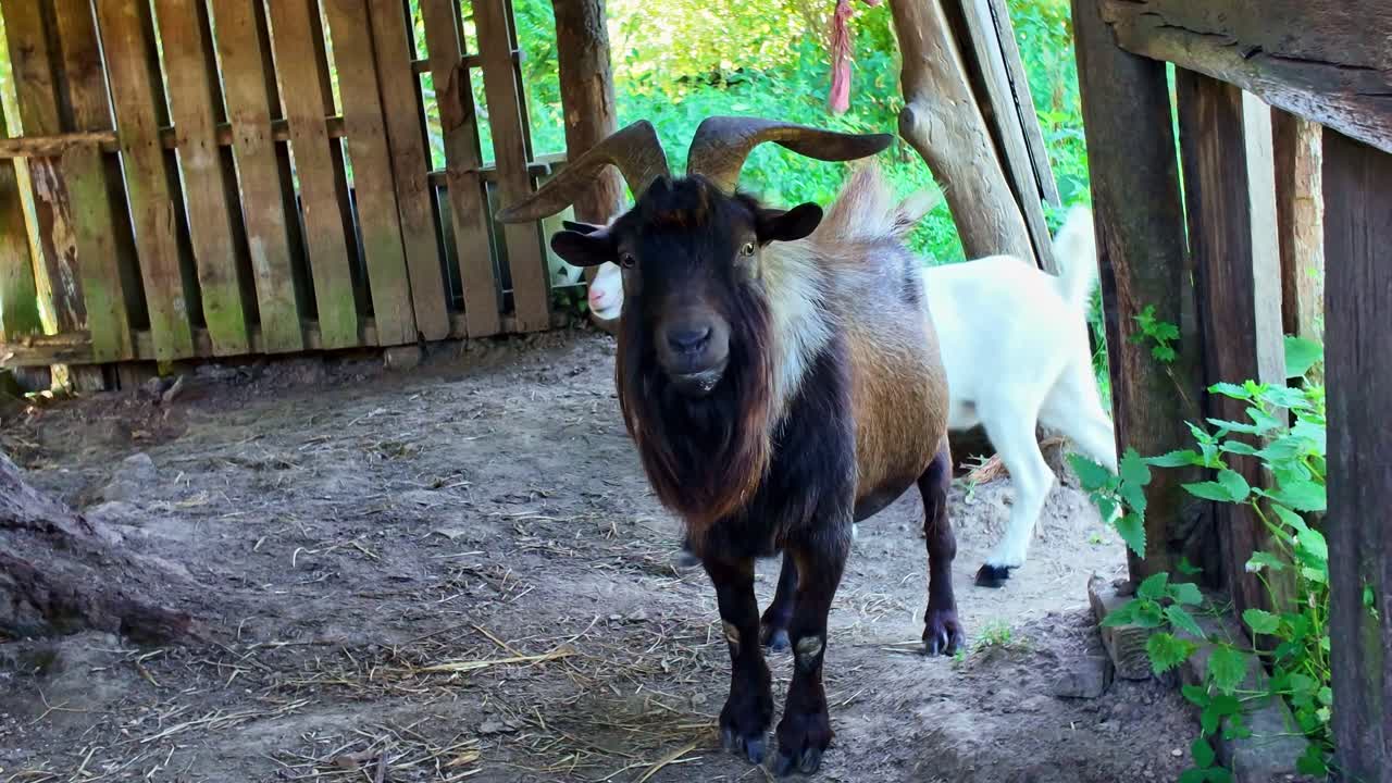 Large billy goat with impressive horns looks at camera, nanny goat sniffs ground in rustic wooden farm pen. Close-up