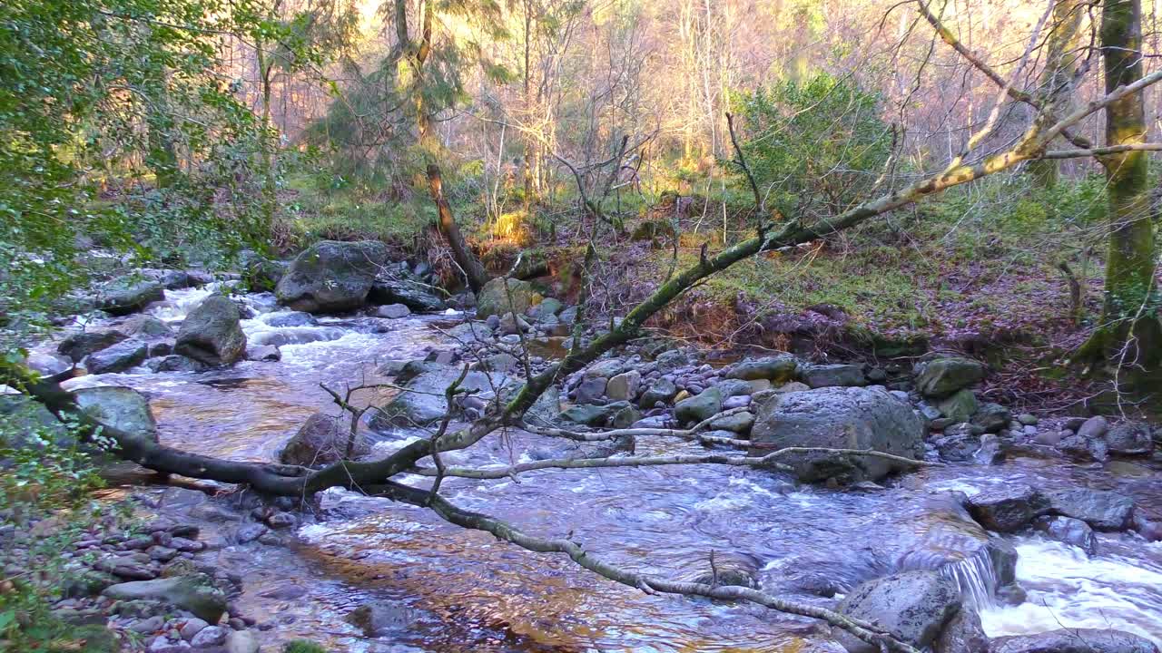 árbol de arroyo de montaña caído en el agua en waterford irlanda en una noche de otoño