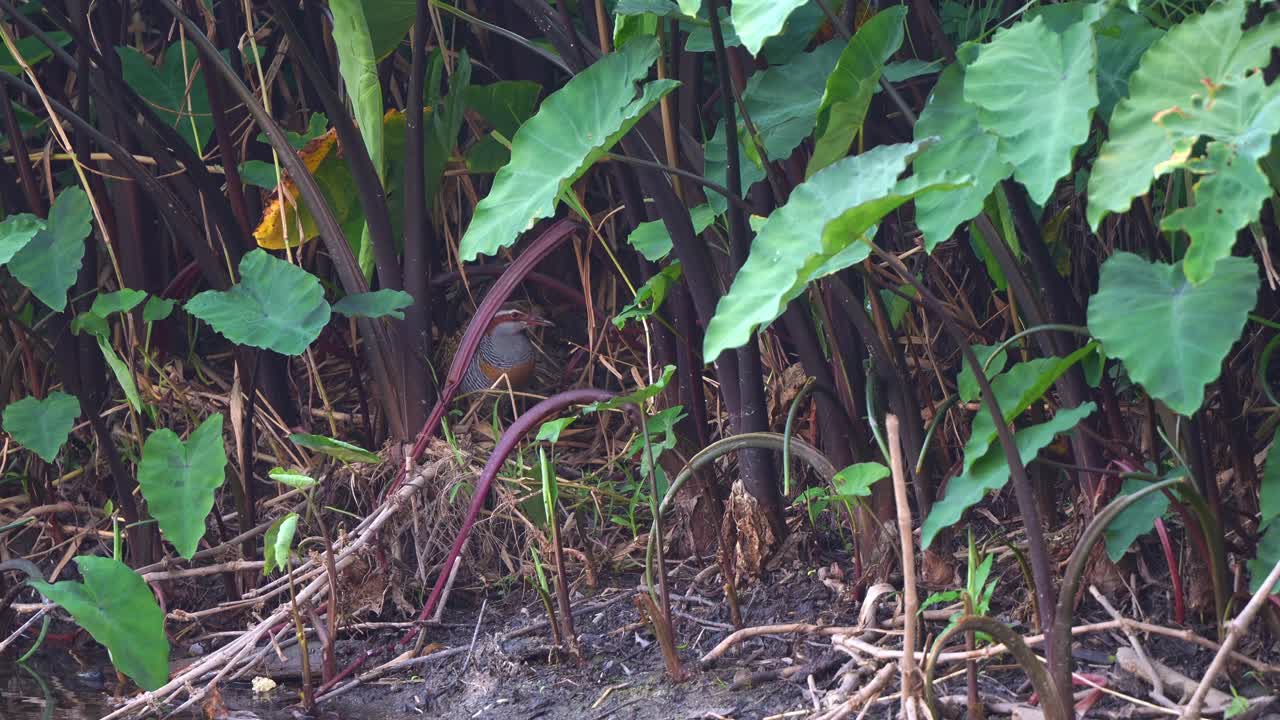 Bird in Lush Foliage