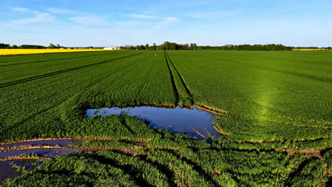 pond in agriculture field cereal crop farm farmland land industrial scale