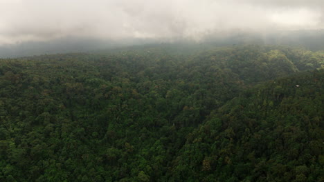 Thick-foliage-blankets-ground,-creating-green-carpet-that-stretches-far