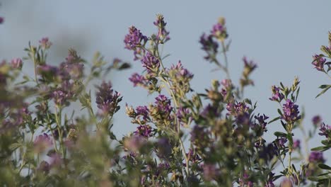 close-up of alfalfa purple flowers blowing in the wind, medicago sativa, rack focus