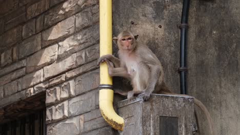 macaco de cola larga, macaca fascicularis, lop buri, tailandia