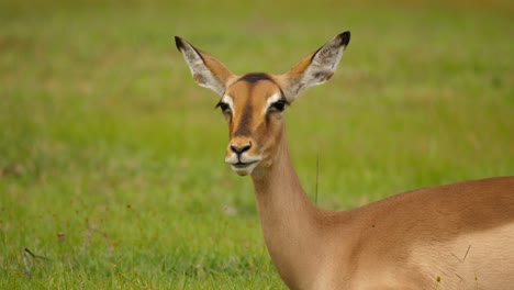 impala tragando comida y regurgitando el bolo, el parque nacional addo, sudáfrica