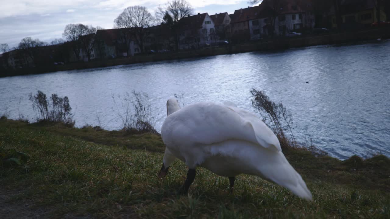 cerca de un pato comiendo solo - parque natural junto al río tübingen alemania con vida silvestre en 4k