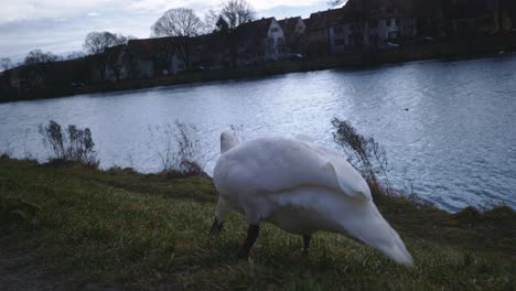 Close-Up-of-One-Duck-Eating-Alone---Tübingen-Germany-Riverside-Nature-Park-with-Wildlife-in-4K