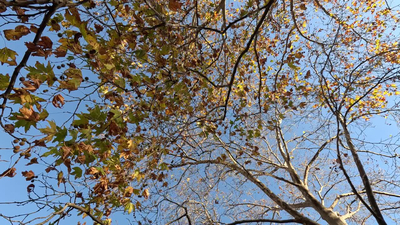 푸른 하늘을 배경으로 가을 잎이 있는 메이플 나무 가지