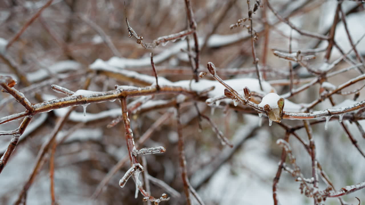 Detailed close-up of a frosted tree branch covered with ice, capturing the delicate crystal-like structures against a blurred background