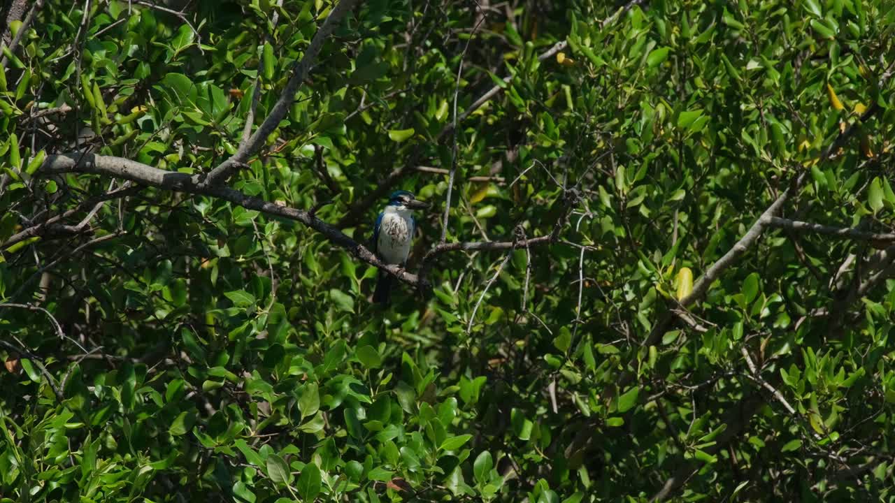 visto en lo profundo del follaje de un mangle mirando hacia abajo y alrededor de su presa durante un día de viento, el pescador de cuello todiramphus chloris, tailandia