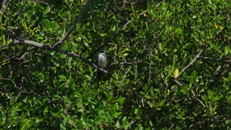 seen deep inside the foliage of a mangrove tree looking down and around for its prey during windy day, collared kingfisher todiramphus chloris, thailand