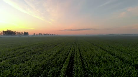 crops growing on agricultural farmland in latvia - breathtaking aerial drone view