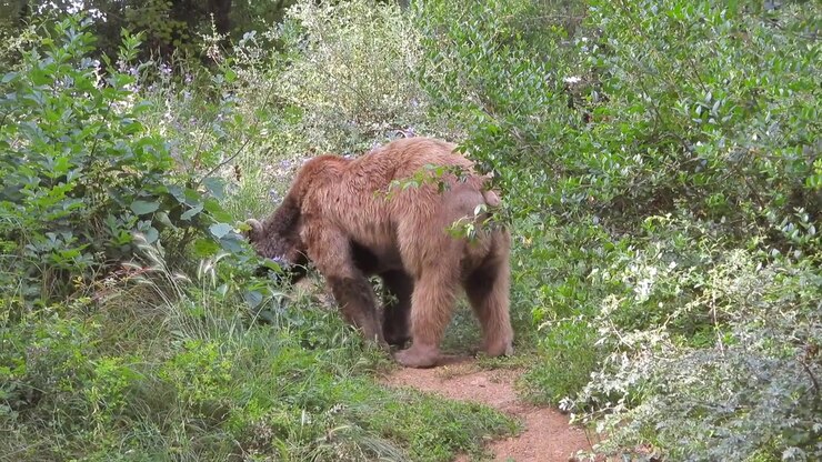 Brown Bear Walking Through Lush Green Forest