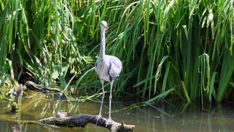 Cinematic-close-up-of-wild-Heron-Bird-resting-on-wooden-branch-in-natural-lake