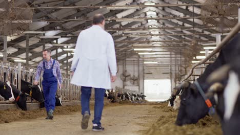 wide shot of farm worker in uniform and agricultural scientist in white coat walking in opposite directions in farm cowshed. scientist stopping by stall, patting a cow and taking notes on laptop