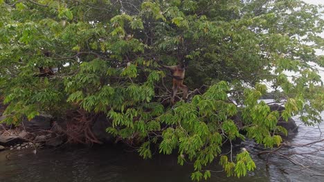 adorable spider monkey stands in tree branches over water, from boat