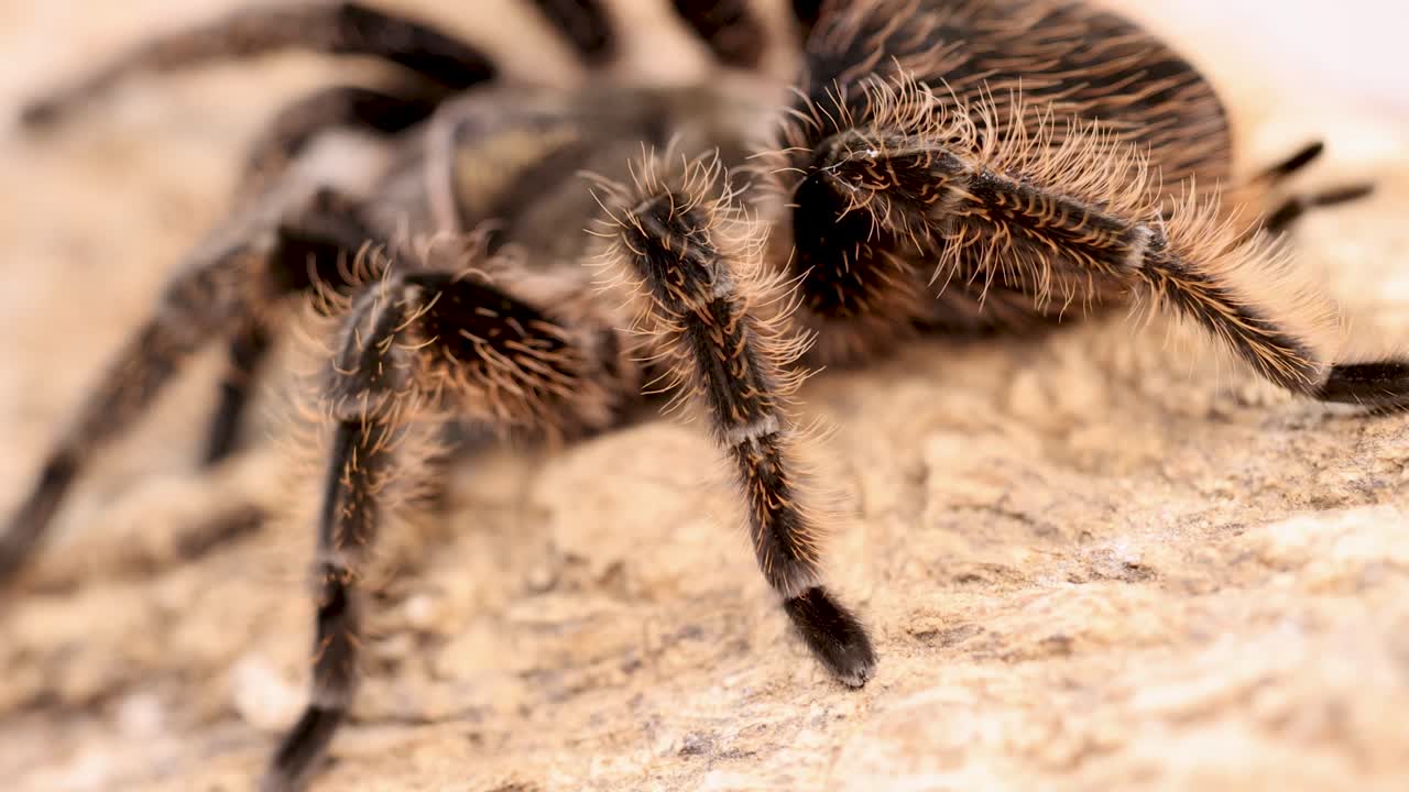 A curlyhair tarantula moves across a sandy terrain under soft lighting, showcasing its detailed texture and natural behavior