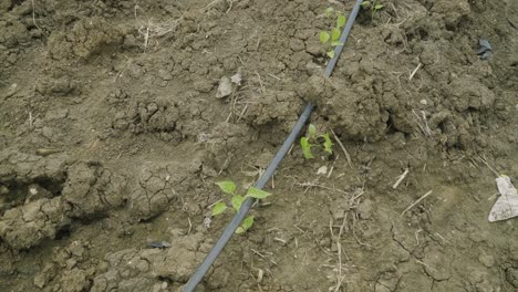 close up of baby bell pepper sucker plants into the ground plant farming and cultivation of fresh healthy crops