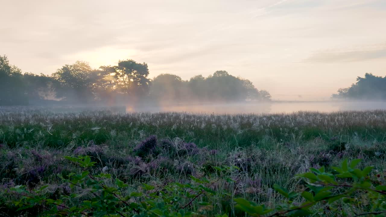Misty Sunrise Over a Bog