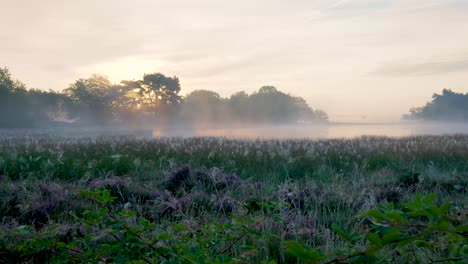 misty sunrise over a bog