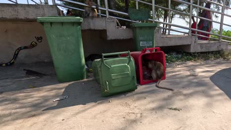 un gato sale de un cubo de basura verde volcado