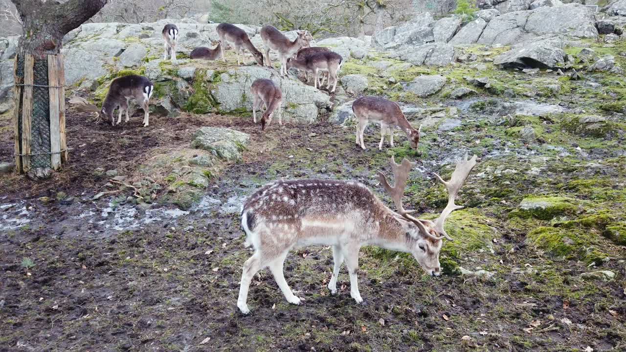 Herd of captive fallow deer grazing quietly. Static, high angle