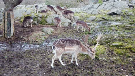 herd of captive fallow deer grazing quietly. static, high angle