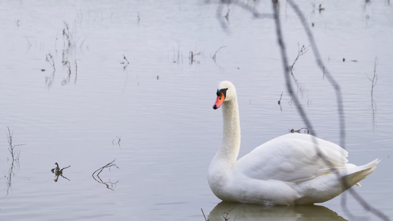 cisne blanco en aguas tranquilas de llanura de inundación, aves acuáticas disfrutando del paisaje húmedo de invierno en el reino unido