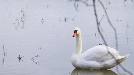 Weißer-Schwan-Auf-Ruhigen-Auengewässern,-Wasservögel-Genießen-Die-Nasse-Winterlandschaft-In-Großbritannien